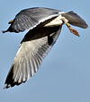 2cy argentatus in February, ringed in Norway. (75189 bytes)